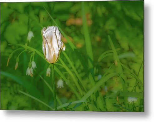 Tulip Metal Print featuring the photograph White tulip June 2016. by Leif Sohlman
