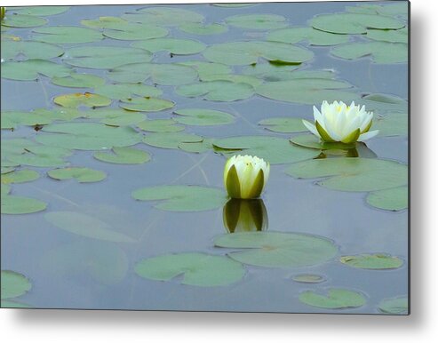 White Metal Print featuring the photograph White Water Lilies by Wendy Yee