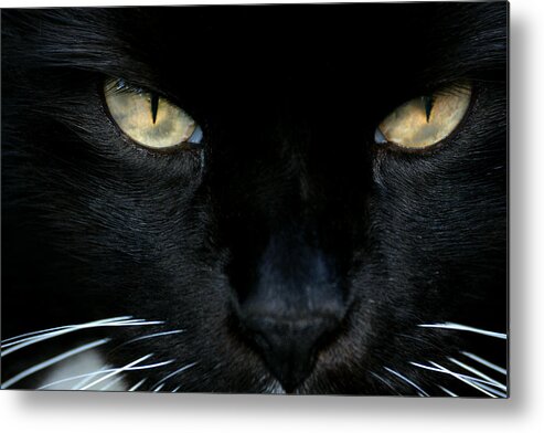 Cat Metal Print featuring the photograph White Whiskers by Lorenzo Cassina