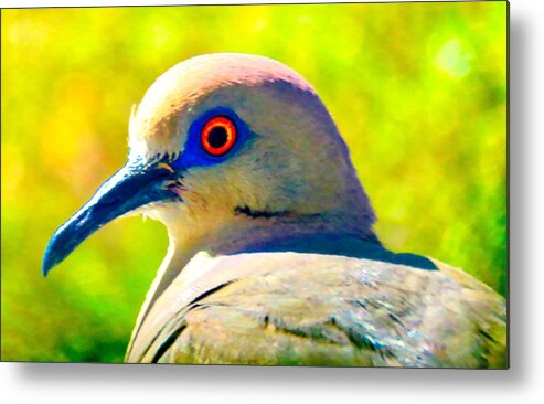Animals Metal Print featuring the photograph White-Winged Dove Portrait - Bright Eyes by Judy Kennedy
