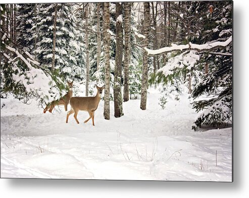 Whitetail Deer In Woods Metal Print featuring the photograph Whitetail Deer Winter Stroll by Gwen Gibson