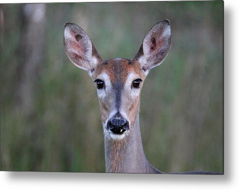 Deer Metal Print featuring the photograph Whitetail Doe Face by Brook Burling