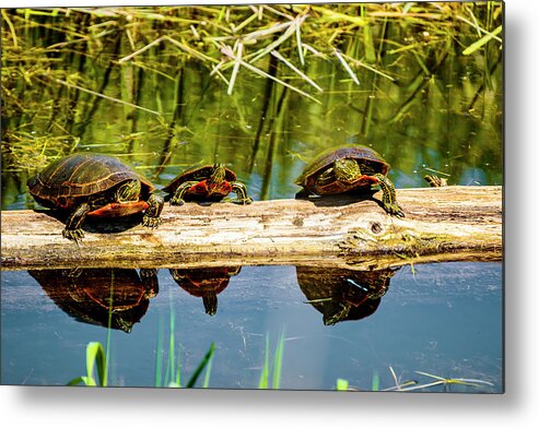 Painted Turtles Metal Print featuring the photograph Who called this meeting by Albert Seger