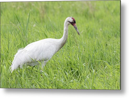 Whooping Crane (grus Americana) Metal Print featuring the photograph Whooping Crane 2017-3 by Thomas Young