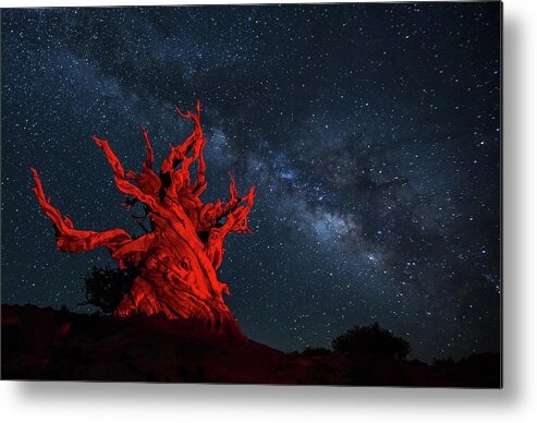 Trees Metal Print featuring the photograph Wicked by Tassanee Angiolillo