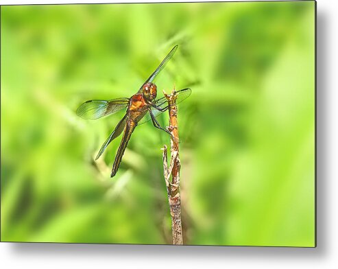 Dragonfly Metal Print featuring the photograph Widow Skimmer Dragonfly - Libellula luctuosa by Carol Senske