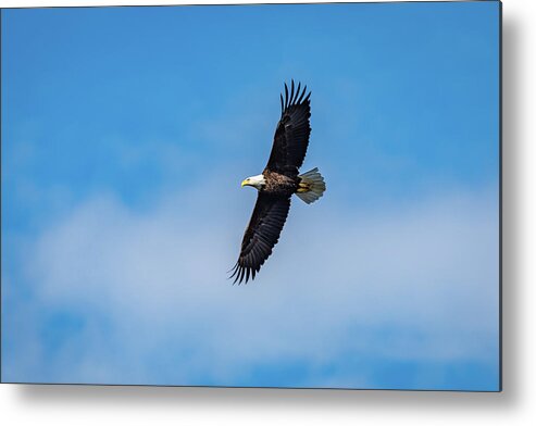 Eagle In Flight Metal Print featuring the photograph Wild Blue Yonder by David Irwin