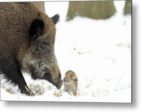 Adult Female Metal Print featuring the photograph Wild Boar Mother And Baby by Duncan Usher