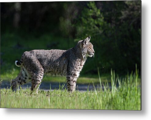 Wild Cat Metal Print featuring the photograph Wild Bobcat stands profile looking toward sun by Mark Miller
