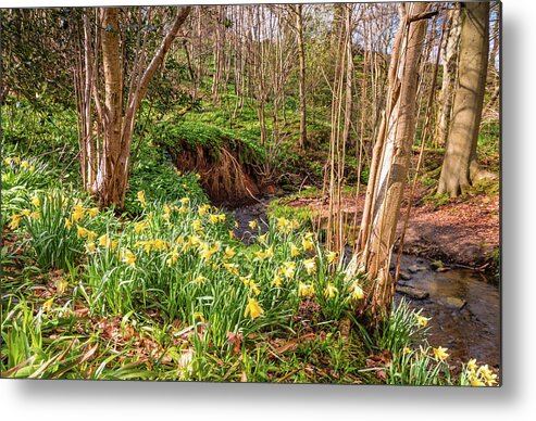 Northumberland Metal Print featuring the photograph Wild Daffodils in Letah Wood by David Head