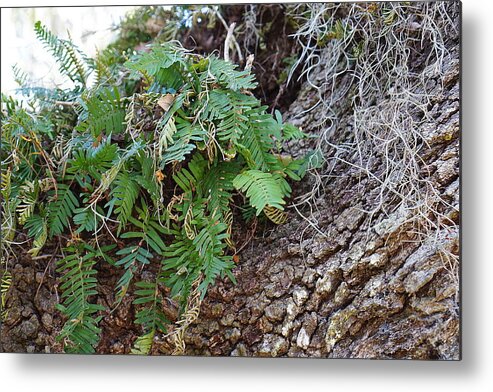 Ferns Metal Print featuring the photograph Wild Ferns by Laurie Perry