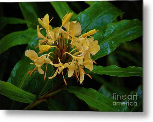 Ginger Metal Print featuring the photograph Wild Ginger in the Rain by Craig Wood