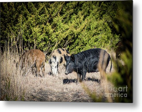 Hogs Metal Print featuring the photograph Wild Hogs by Cheryl McClure
