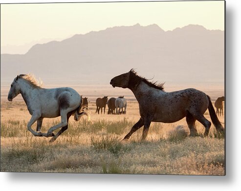 Chase Metal Print featuring the photograph Wild Horse Chase by Wesley Aston
