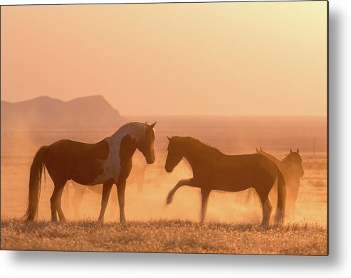 Horse Metal Print featuring the photograph Wild Horse Glow by Wesley Aston