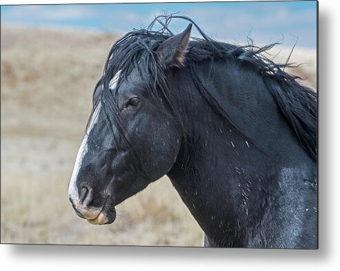 Horse Metal Print featuring the photograph Wild Horse Profile by Scott Read