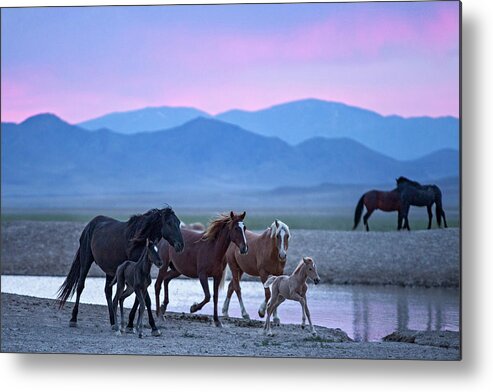 Wild Horse Metal Print featuring the photograph Wild Horse Sunrise by Wesley Aston