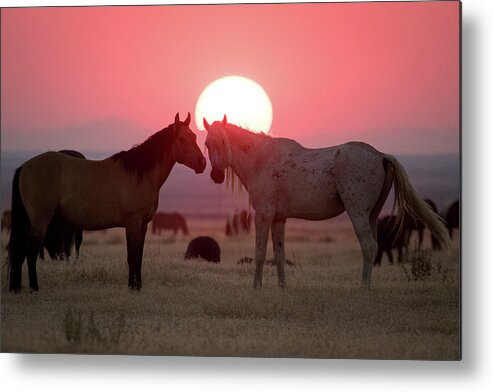 Wild Horse Metal Print featuring the photograph Wild Horse Sunset by Wesley Aston