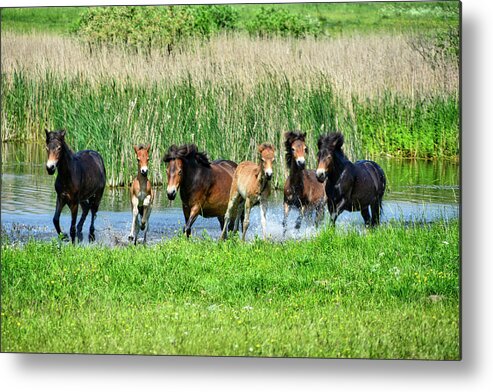 Nature Metal Print featuring the photograph Wild Horses 6 by Ingrid Dendievel