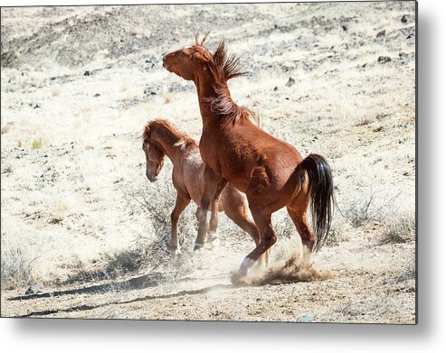 Wild Horses Metal Print featuring the photograph Wild Horses Couple #2 by Catherine Lau
