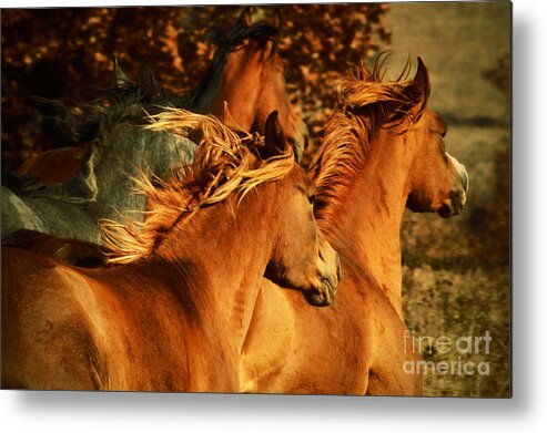 Horse Metal Print featuring the photograph Wild Horses by Dimitar Hristov
