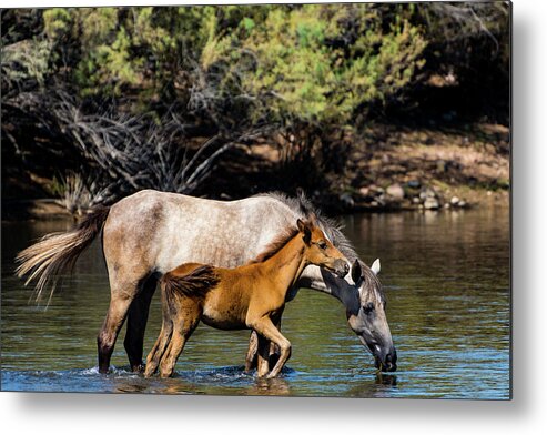 Horse Metal Print featuring the photograph Wild Horses on the Salt River by Douglas Killourie