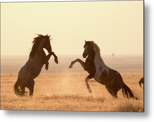 Wild Horses Metal Print featuring the photograph Wild Horses by Wesley Aston