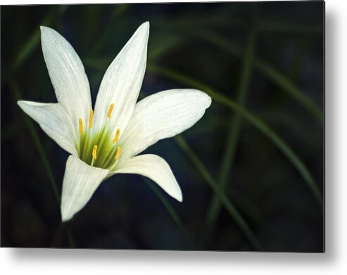 Lily Metal Print featuring the photograph Wild Lily by Carolyn Marshall
