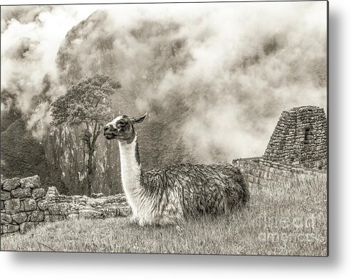 Llama Metal Print featuring the photograph Wild Machu Picchu by Ksenia VanderHoff