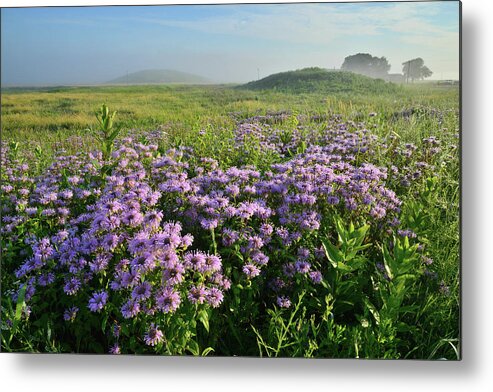 Black Eyed Susan Metal Print featuring the photograph Wild Mints Galore in Glacial Park by Ray Mathis