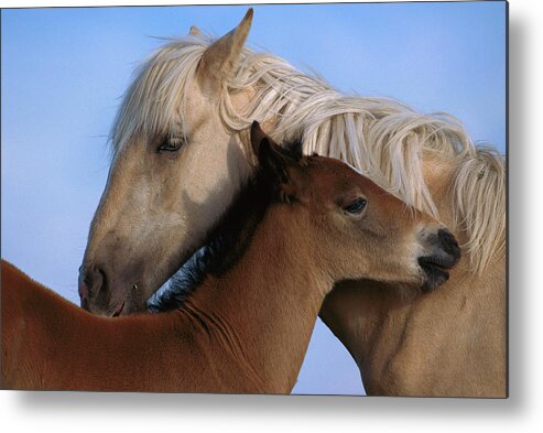 00340033 Metal Print featuring the photograph Wild Mustang Filly and Foal by Yva Momatiuk and John Eastcott