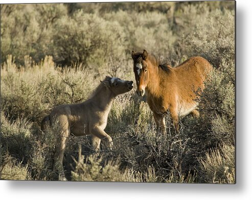 Horses Metal Print featuring the photograph Wild Mustang Foal Horses by Waterdancer 