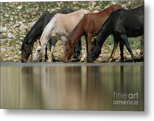 00340044 Metal Print featuring the photograph Wild Mustangs Drinking by Yva Momatiuk and John Eastcott