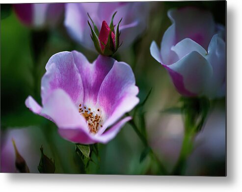  Metal Print featuring the photograph Wild Rose 7 by Dan Hefle