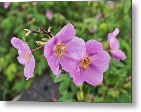 Rose Metal Print featuring the photograph Wild Rose Line Up by Cathy Mahnke