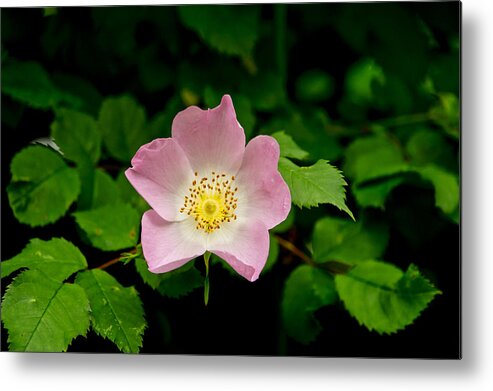 Wild Roses Floral Metal Print featuring the photograph Wild Roses. First movement. by Elena Perelman