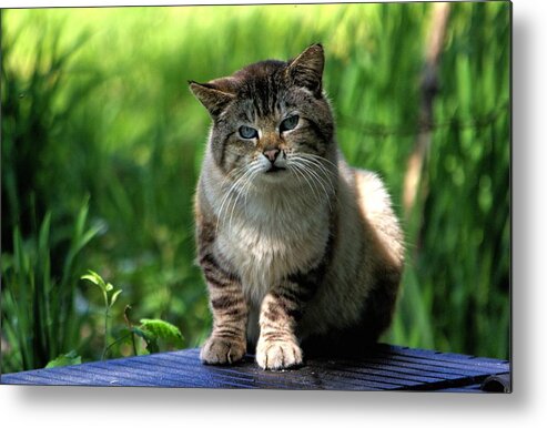 Cat Metal Print featuring the photograph Wild Siamese by Chriss Pagani