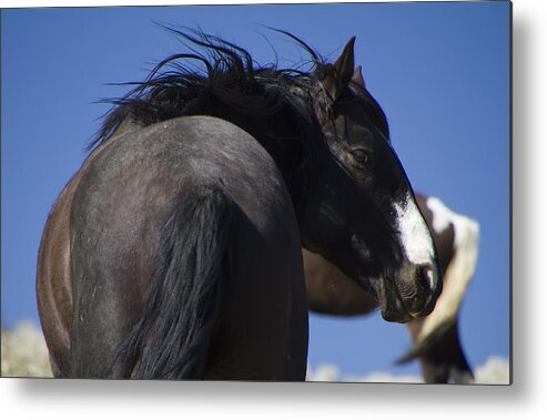 Horses Metal Print featuring the photograph Wild Stallion by Waterdancer