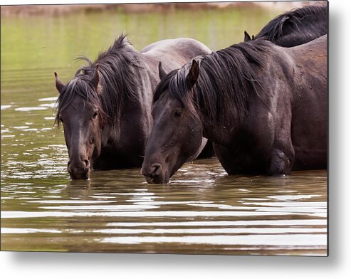 Mark Miller Photos Metal Print featuring the photograph Wild Stallions at the Water Hole by Mark Miller