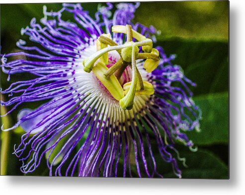 Wild Summer Metal Print featuring the photograph Wild Summer - Passion Flower by Barry Jones