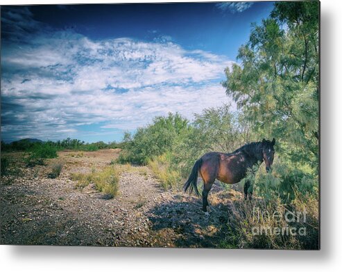 Horse Metal Print featuring the photograph Wild West by Becqi Sherman