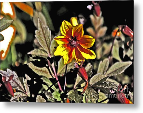  Metal Print featuring the photograph Wild Yellow and Red flower with lots of foliage by David Frederick