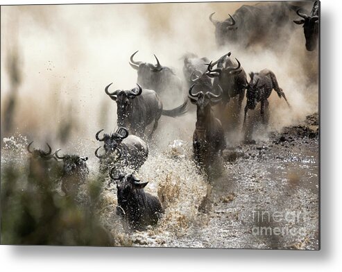 Mara Metal Print featuring the photograph Wildebeest herd crossing the Mara River by Jane Rix