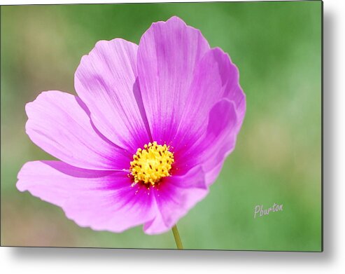 Wildflower Metal Print featuring the photograph Wildflower II by Phil Burton