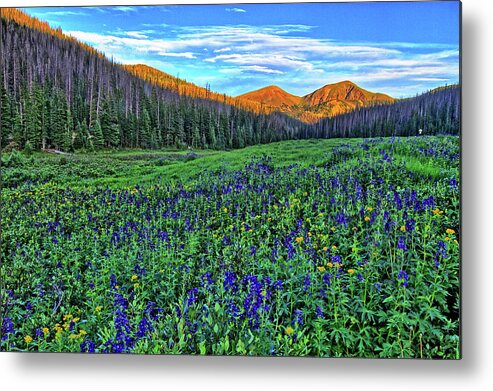 Wildflowers Metal Print featuring the photograph Wildflower Park by Scott Mahon