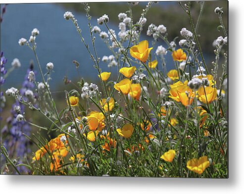 Poppies Metal Print featuring the photograph Wildflower Super Bloom at Diamond Valley Lake by Cliff Wassmann
