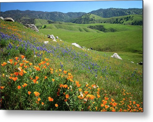 Arvin Metal Print featuring the photograph Wildflowers Along Bear Mountain Road by Lynn Bauer