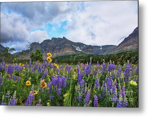 Glacier National Park Metal Print featuring the photograph Wildflowers at Many Glacier by Jean Hutchison