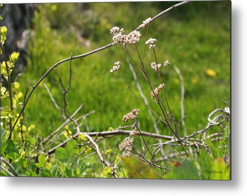 Wild Metal Print featuring the photograph Wildflowers Marblehead Massachusetts by Michelle Constantine