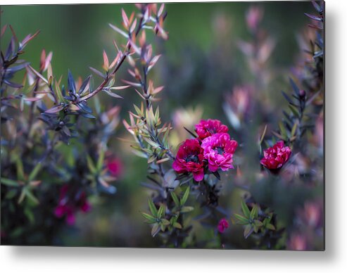 Australia Metal Print featuring the photograph Wildflowers on a Cloudy Day by Jade Moon 